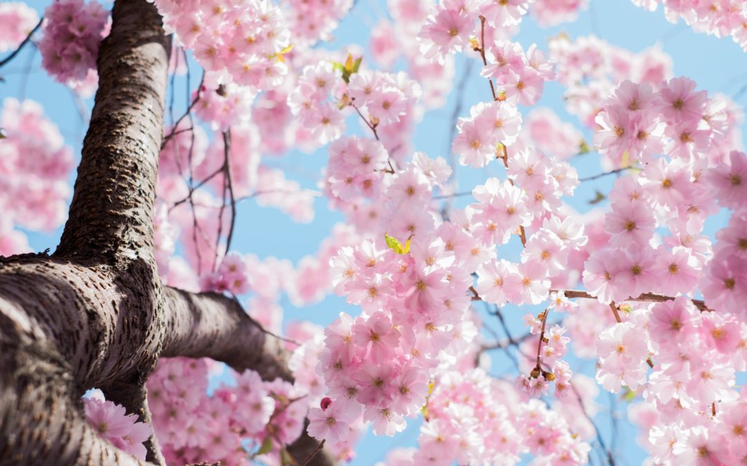 Mal di primavera