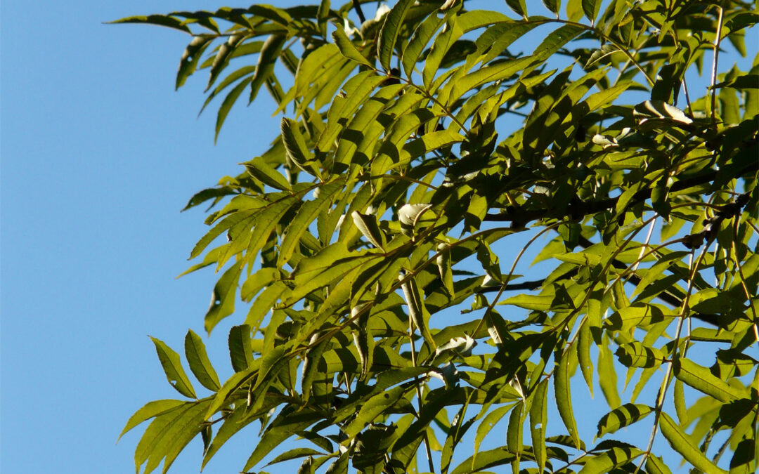 I nostri amici alberi