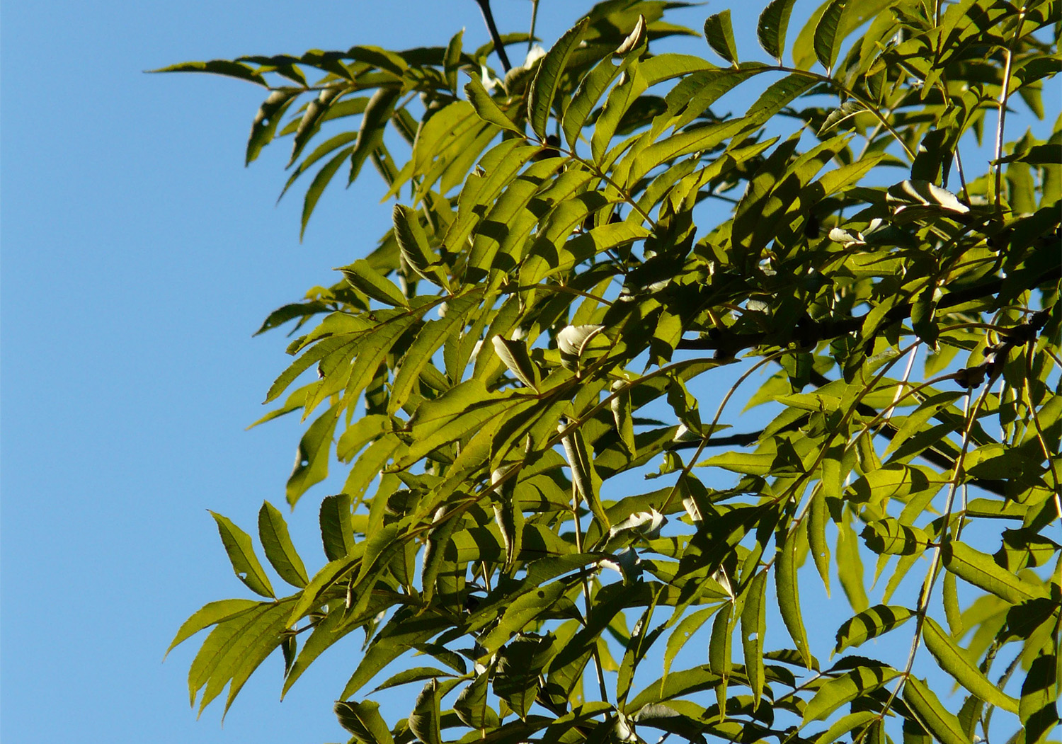 FRAXINUS EXCELSIOR 3F MG Fraxinus excelsior