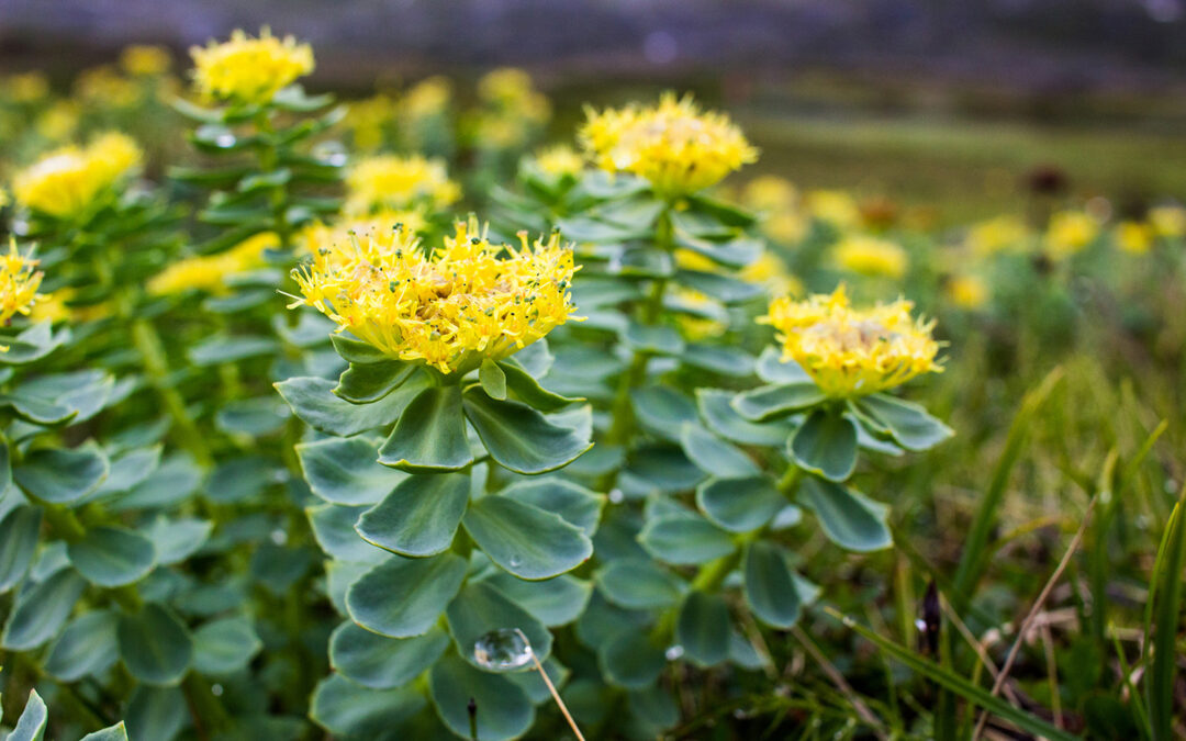 La Rhodiola contro la stanchezza fisica e mentale