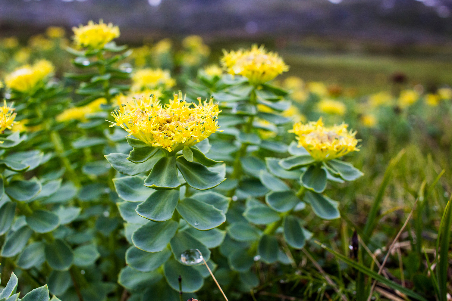Rhodiola