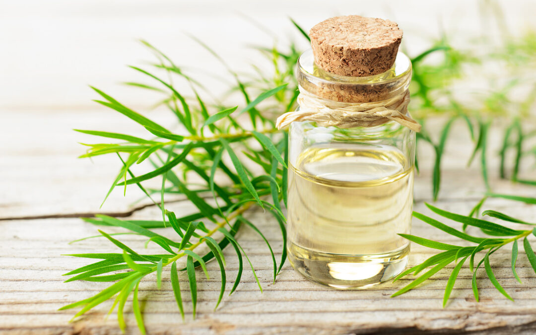 Mali di stagione: cos’è e a cosa serve l’olio di melaleuca