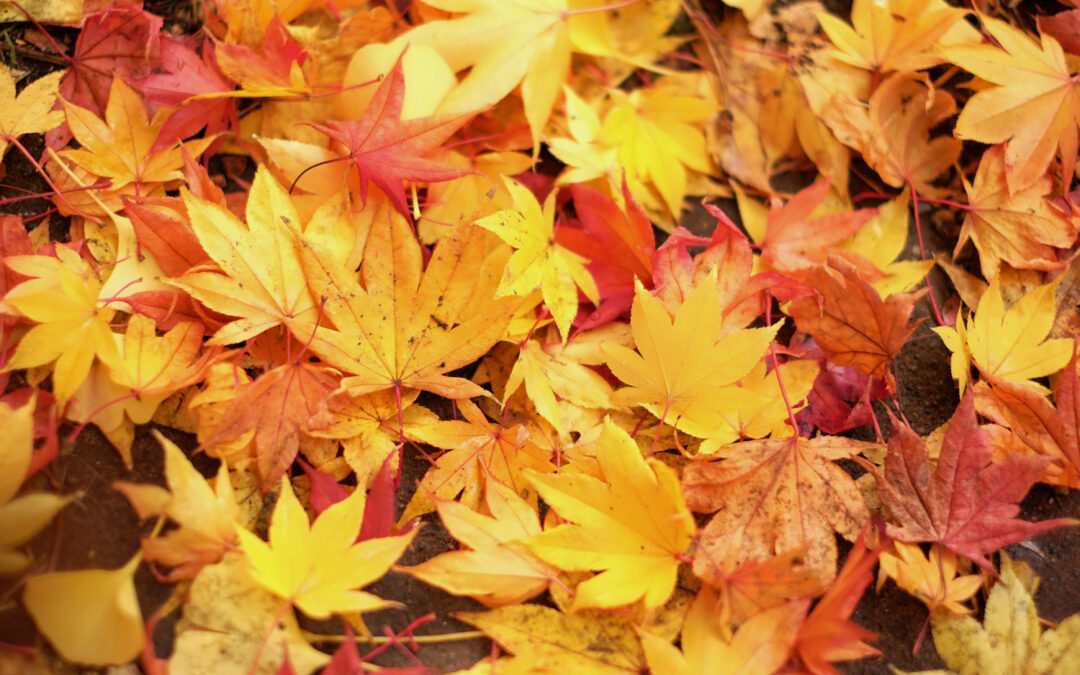 Affrontare il cambio di stagione: l’autunno