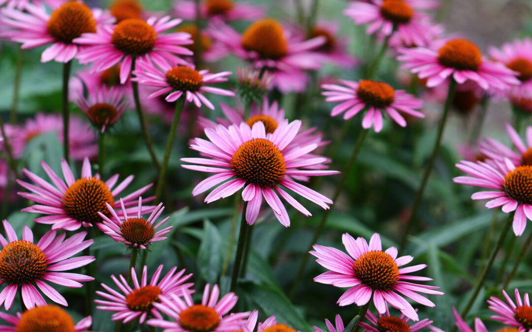 Echinacea, il rimedio contro l’influenza