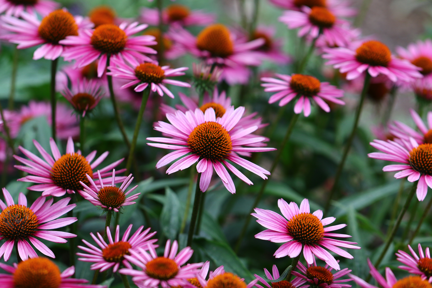 A,Vibrant,Growing,Patch,Of,Echinacea,Purpurea,Also,Known,As Rosmarino