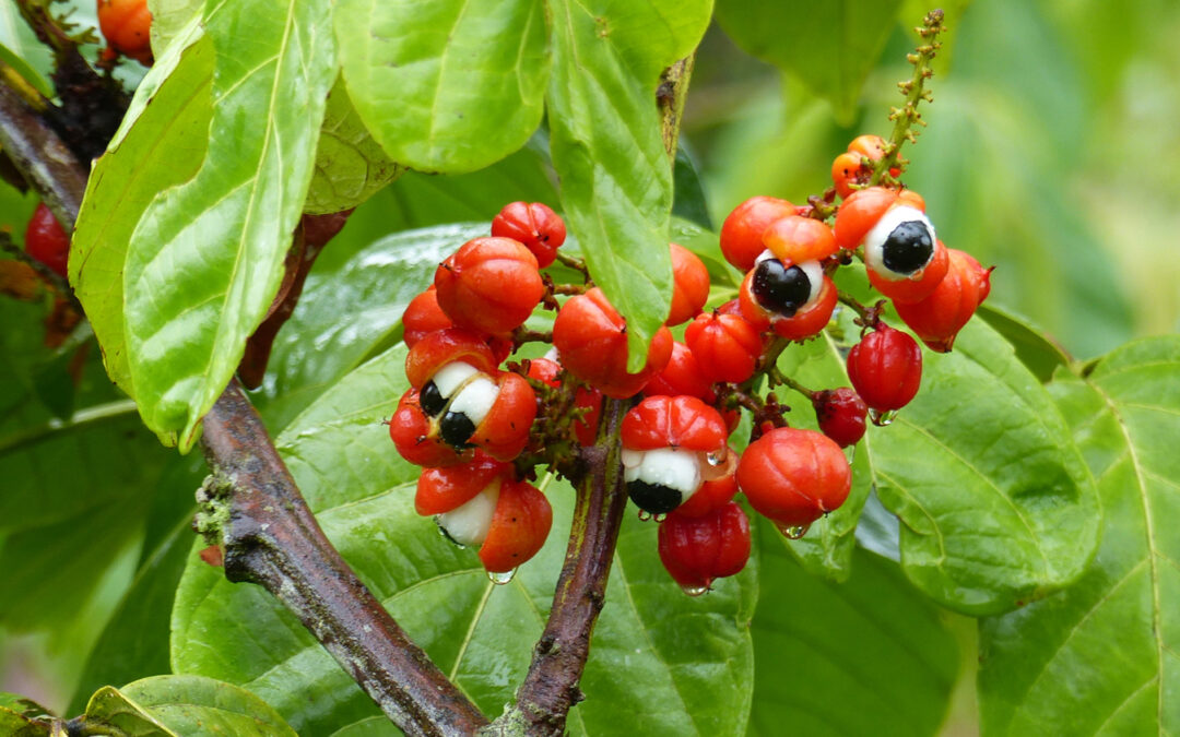Proprietà e benefici del guaranà